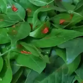 बेलपत्र मंत्र 