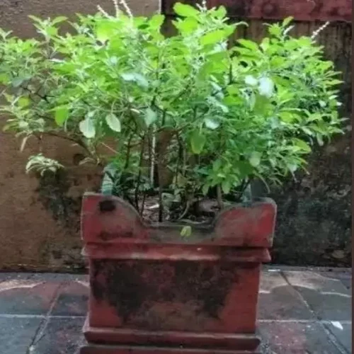 tulsi-puja